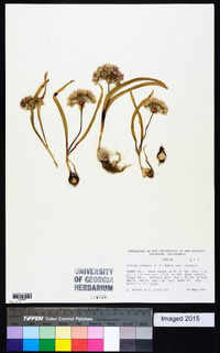 Allium tolmiei image