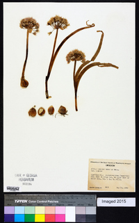 Allium tolmiei image