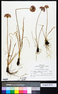 Allium lusitanicum image