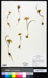 Allium nevadense image