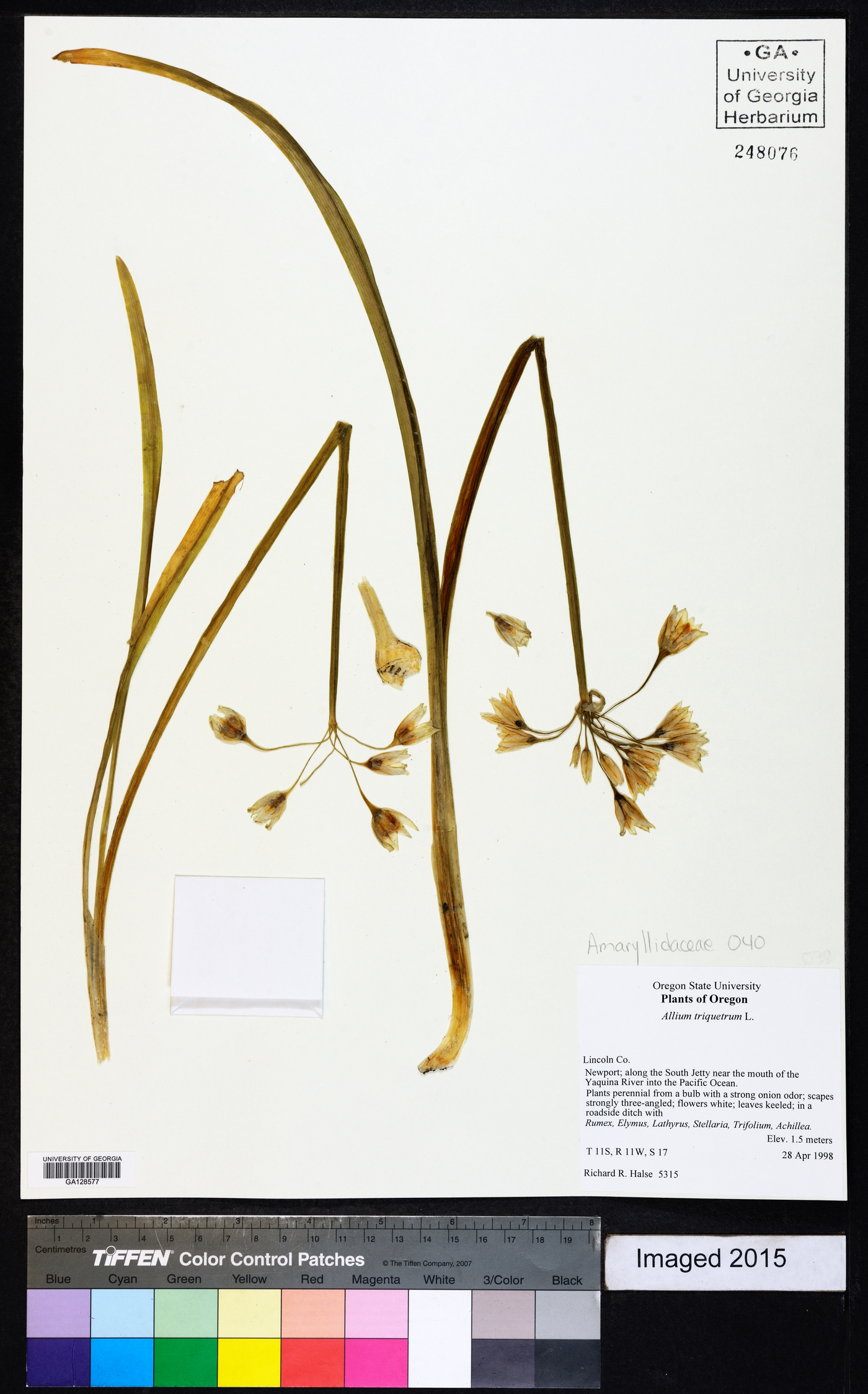 Allium triquetrum image