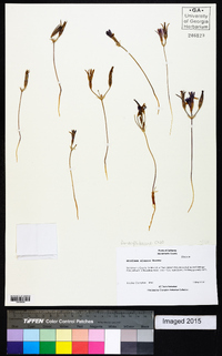 Brodiaea elegans image