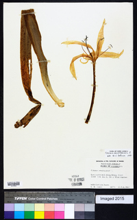 Crinum americanum image