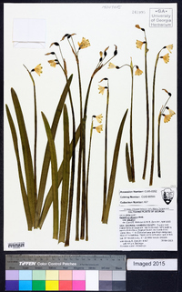 Galanthus plicatus image