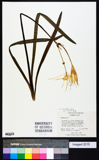 Hymenocallis crassifolia image