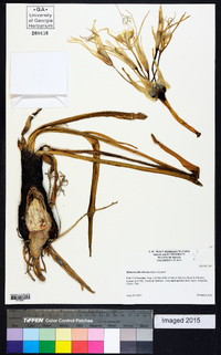 Hymenocallis liriosme image