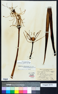 Hymenocallis liriosme image