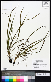 Hypoxis curtissii image