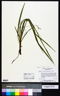 Hypoxis curtissii image