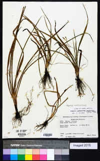 Hypoxis curtissii image