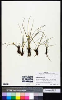 Hypoxis rigida image