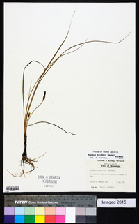 Hypoxis wrightii image