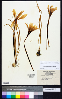 Zephyranthes atamasca image