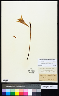 Zephyranthes atamasca image