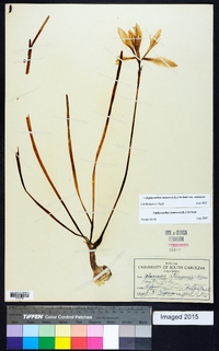 Zephyranthes atamasca image