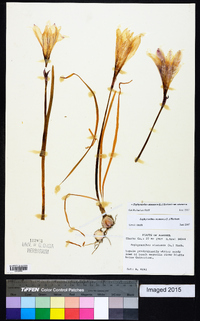 Zephyranthes atamasca image