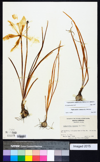 Zephyranthes atamasca image