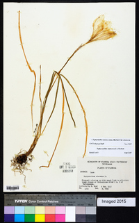 Zephyranthes atamasca image