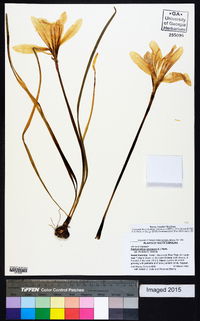 Zephyranthes atamasca image