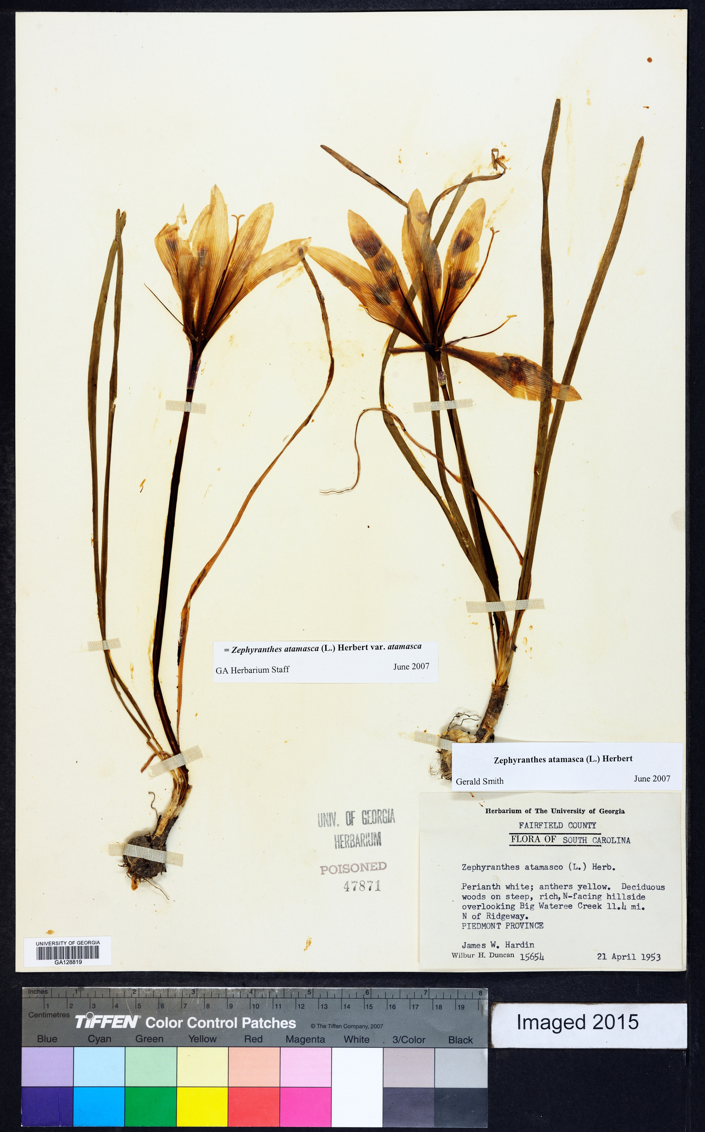 Zephyranthes atamasca image