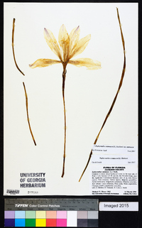 Zephyranthes atamasca var. atamasca image