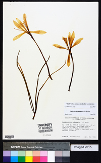 Zephyranthes atamasca var. atamasca image