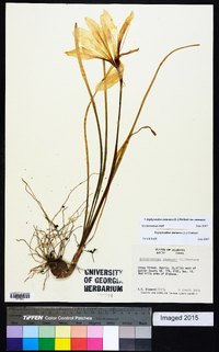 Zephyranthes atamasca image