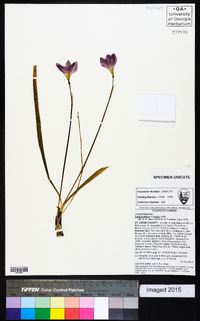 Zephyranthes rosea image