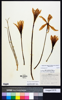 Zephyranthes atamasca var. treatiae image