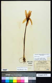 Zephyranthes atamasca var. treatiae image