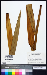 Phormium tenax image