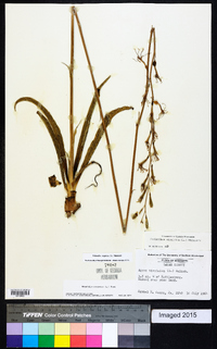 Polianthes virginica image