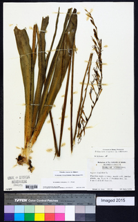 Polianthes virginica image