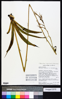 Polianthes virginica image