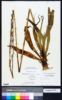 Polianthes virginica image