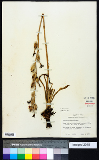 Polianthes virginica image