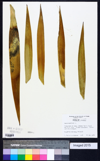 Yucca aloifolia image