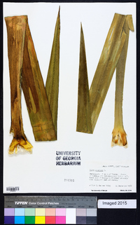 Yucca gloriosa image