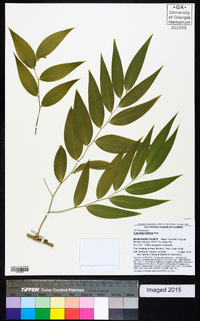 Eustrephus latifolius image