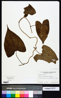 Dioscorea alata image