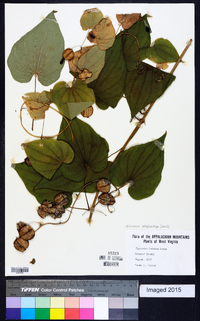 Dioscorea polystachya image