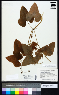 Dioscorea polystachya image