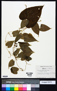 Dioscorea polygonoides image