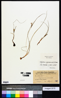 Image of Calydorea approximata