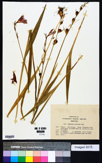 Gladiolus palustris image