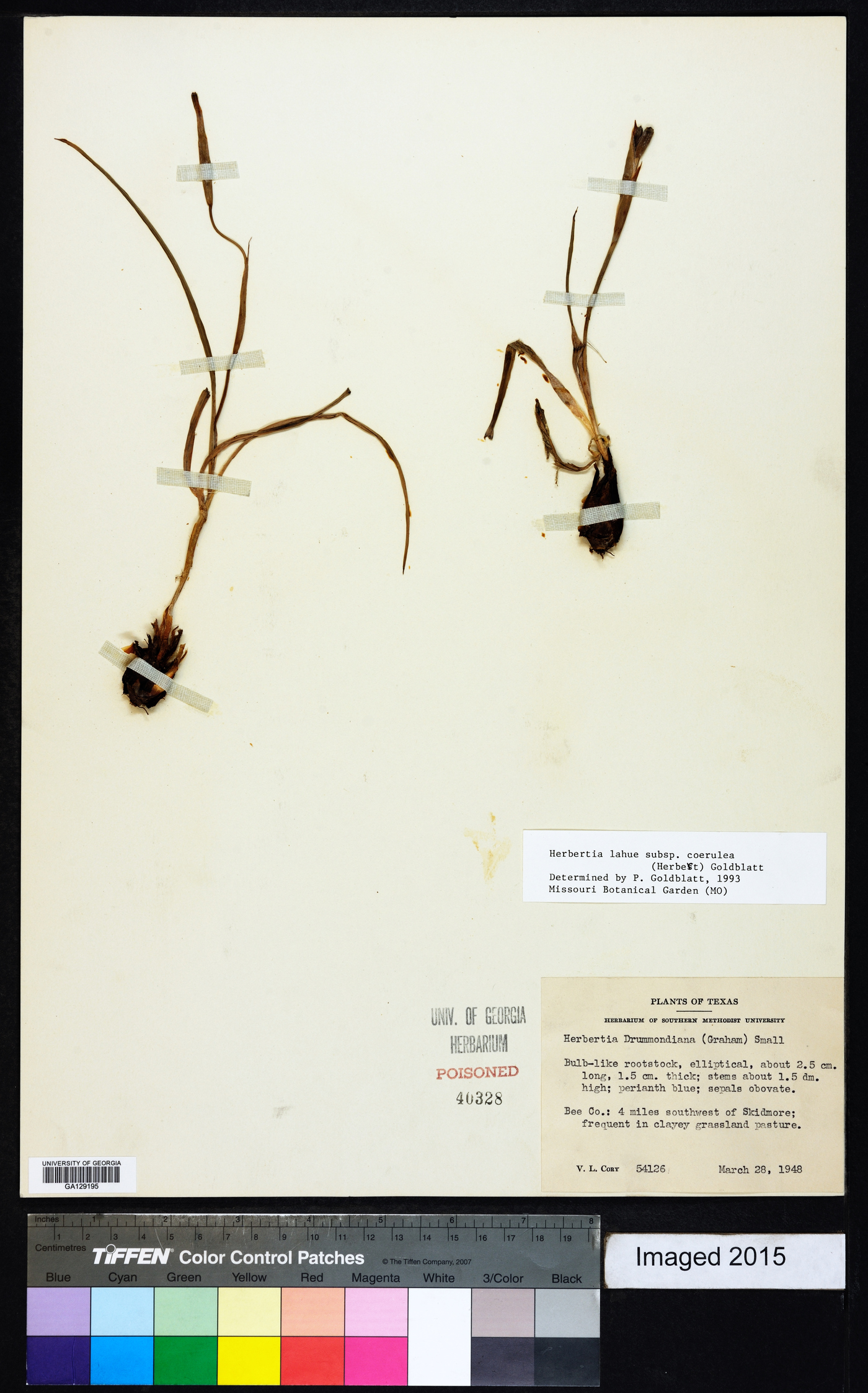 Herbertia lahue image