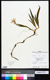 Iris cristata image