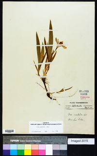 Iris cristata image