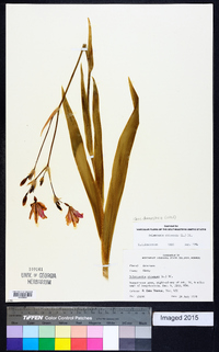 Iris domestica image