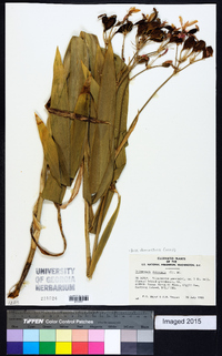 Iris domestica image